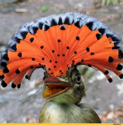 Гиацинтовые ара – яркие и красивые птицы из Южной Америки» — создано в  Шедевруме