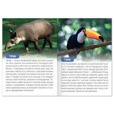 Кариамы: суровые птицы Южной Америки. Расправляются с добычей, «не  прикладывая рук» | Заметки о животных | Дзен