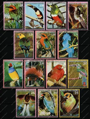 Южная Америка, птица, лапвинг, семья Чарадриид Стоковое Изображение -  изображение насчитывающей биографической, пепельнообразные: 165004769
