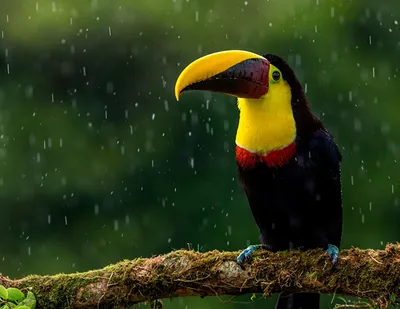 Птицы Южной Америки: виды, классификация, среда обитания, питание,  особенности и различные факты
