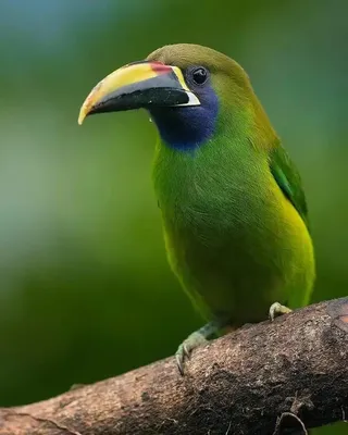 Птицы Южной Америки