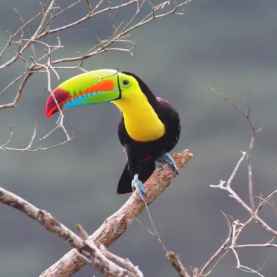 15 редких диких птиц из Латинской Америки, которые точно вас удивят - ХОЧУ  ВСЁ ЗНАТЬ - медиаплатформа МирТесен | Анималист, Дикие птицы, Дикие