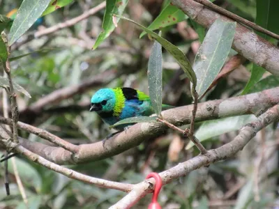 Ученые обнаружили новый вид птиц в Южной Америке: 27 августа 2022, 18:14 -  новости на Tengrinews.kz