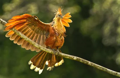 Гоацин — птичка странная: как живет один из самых удивительных обитателей Южной  Америки | Вокруг Света