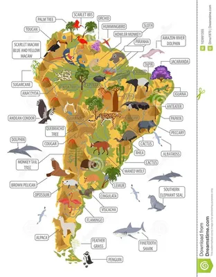Птицы Южной Америки или Коллекция начинающего орнитолога - 3Pulse.com