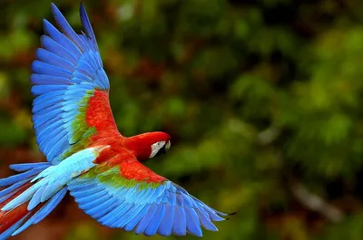 Красивые птицы Южной и Северной Америки | Beautiful Bird
