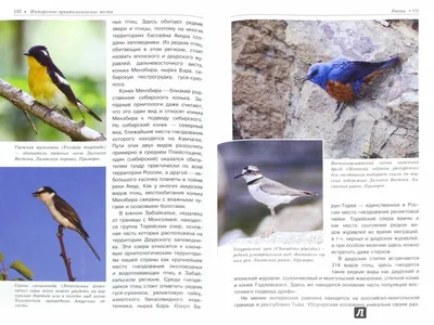 зонтик Российская зима 2022-2023's Journal · iNaturalist