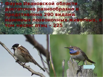 Diario de Birds of Russia and Crimea | Птицы России и Крыма · NaturaLista  Colombia
