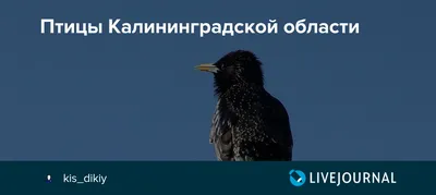 В столичный регион возвращаются перелетные птицы - Российская газета