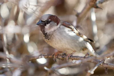 В Калининградской области открывается Парк птиц со 150 видами пернатых -  Праздники - Афиша Калининграда - Новый Калининград.Ru