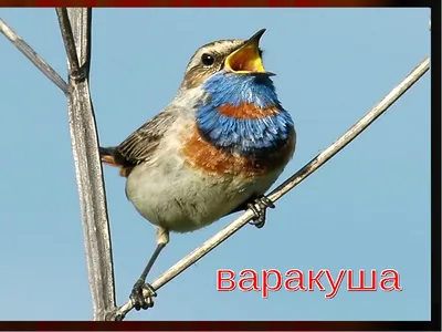 Из-за холодов в Калининграде перелетные птицы поворачивают обратно - KP.RU