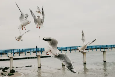 Водоплавающие птицы балтийского моря - 55 фото