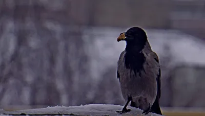 За месяц орнитологи на Куршской косе поймали 48 тысяч птиц | 21.10.2023 |  Новости Калининграда - БезФормата