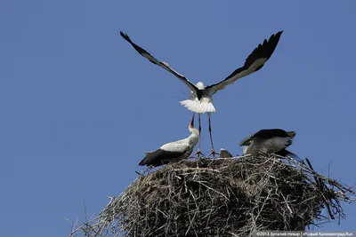 Фото дня: птицы в ожидании - Новости Калининграда