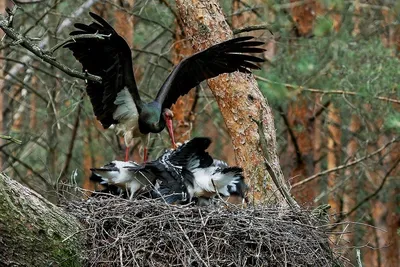 В Калужскую область начали возвращаться перелетные птицы
