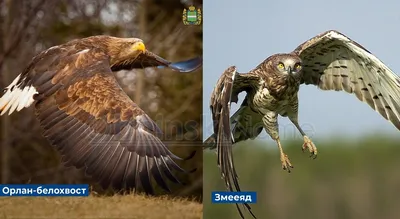 😊Птицы нарушили запрет ЕС на пересечение воздушных границ и вернулись в  родные просторы. В Калужской области рано установилась весенняя… | Instagram