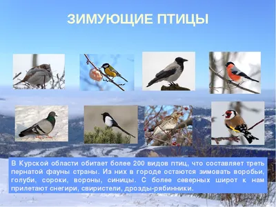Калужские орнитологи зафиксировали увеличение численности зимующих в Калужской  области водоплавающих птиц