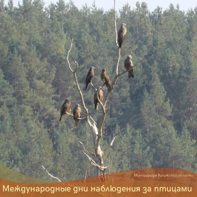 Парк птиц \"Воробьи\", Балабаново Калужской обл., часть 1