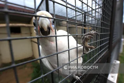 Второй новый вид птиц обнаружили за неделю в Калужской области - KP.RU