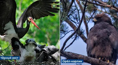 В «Калужских засеках» на зимовку остались все виды дятлов и  ястреб-тетеревятник | Новости Калуги и Калужской области Знамя.Калуга