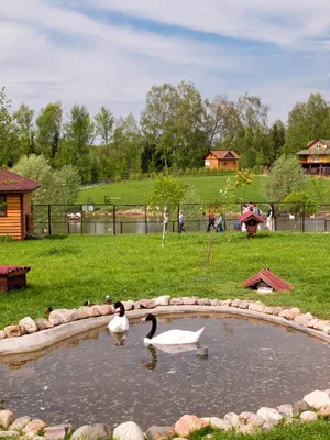 Парк птиц «Воробьи», Калужская область. Сайт, цены, фото, отзывы,  экскурсии, режим работы, как доехать, отели — Туристер.Ру