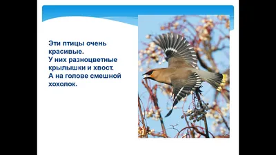 Хищные птицы в ландшафтах Северной Евразии: Современные вызовы и тренды