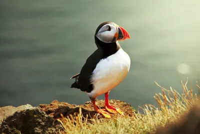 В рамках Года экологии на Камчатке появится Центр спасения редких птиц