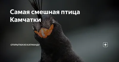 Доставленные в соколиный центр на Камчатке птицы будут находиться месяц на  карантине - KamchatkaMedia.ru