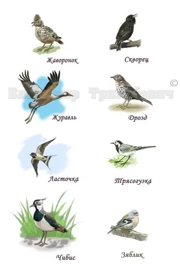 Иллюстрация Перелётные птицы в стиле компьютерная графика |