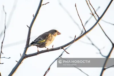 Птицы Карелии | РИА Новости Медиабанк