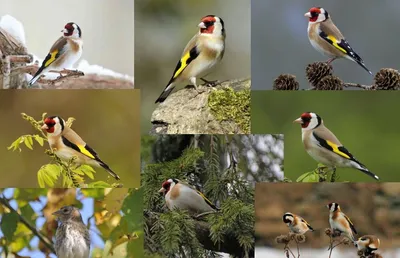 Видел редких для Карелии птиц | Природа Карелии | Дзен