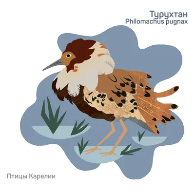 Птицы Карелии | РИА Новости Медиабанк