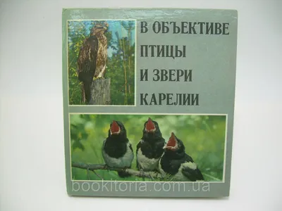 В Минсельхозе Карелии рассказали, почему не следует кормить городских птиц  — СампоТВ 360°