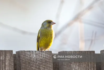 Птицы городских лесов и парков Карелии | РИА Новости Медиабанк