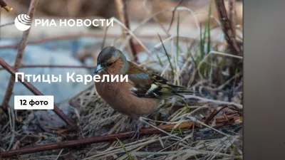 Птицы Карелии - РИА Новости, 30.01.2020