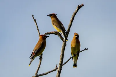 Птицы Карелии — фото карельских птиц: виды и разновидности, названия и  описания птиц обитающих в Карелии
