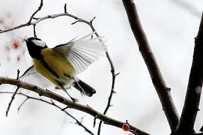 Орнитолог Карельского научного центра расскажет на онлайн-лекции, чем можно  подкармливать птиц зимой - \"Республика\"