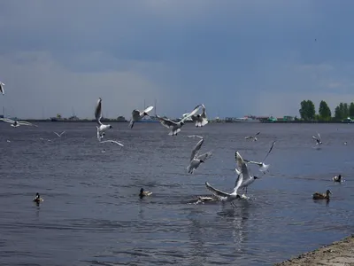 Определитель птиц региона издадут в Карелии | ОБЩЕСТВО | АиФ Карелия