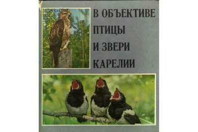 Лесные птицы карелии - 74 фото