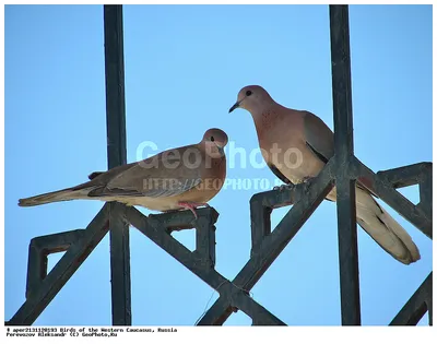 Фотография Малая горлица (Streptopelia senegalensis) Птицы западного Кавказа  | Фотобанк ГеоФото/GeoPhoto | GetImages Group