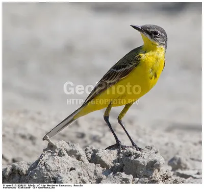 Фотография Жёлтая трясогузка (Motacilla flava) Птицы западного Кавказа |  Фотобанк ГеоФото/GeoPhoto | GetImages Group