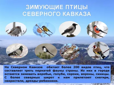 Зимующие птицы Северного Кавказа (педагогический проект) - презентация  онлайн
