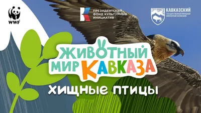 Животный мир Кавказа - Хищные птицы - YouTube