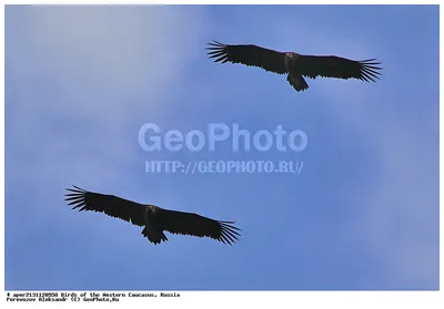 Фотография Чёрный гриф (Aegypius monachus) Птицы западного Кавказа |  Фотобанк ГеоФото/GeoPhoto | GetImages Group