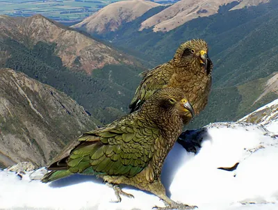 Птицы северного кавказа - 73 фото