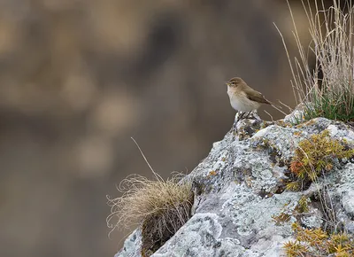 Фотография Обыкновенный поползень (Sitta europaea) Птицы западного Кавказа  | Фотобанк ГеоФото/GeoPhoto | GetImages Group