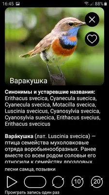 Птицы кавказа фото фото