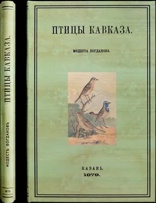 Русский: Кавказский улар, Мензбир М.А. Охотничьи и промысловыя птицы  Европейской России и Кавказа. 2 тома и атлас. М., типо-литография Т-ва И.  Н. Кушнерев и Ко., 1900-1902. 1902. Martinov A.N. 517 Tetraogallus