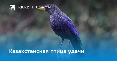 Каких птиц можно чаще всего увидеть из окна в Алматы?