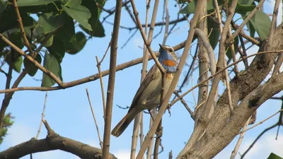 Усатая синица (Panurus biarmicus) © Бис Эльмира [#105976] - Птицы Казахстана